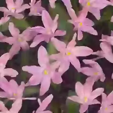 Luciliae Rosy Queen